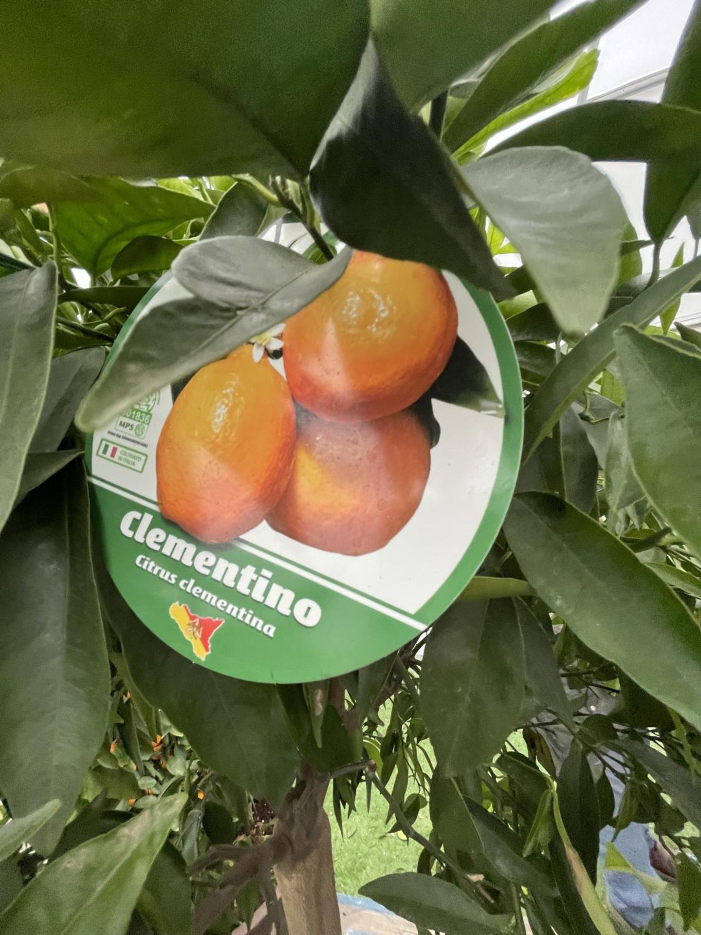 A LARGE STANDARD CLEMENTINE TREE WITH FRUIT OVER 180CM TALL IN A 40 LITRE POT NO VAT - Image 4 of 4