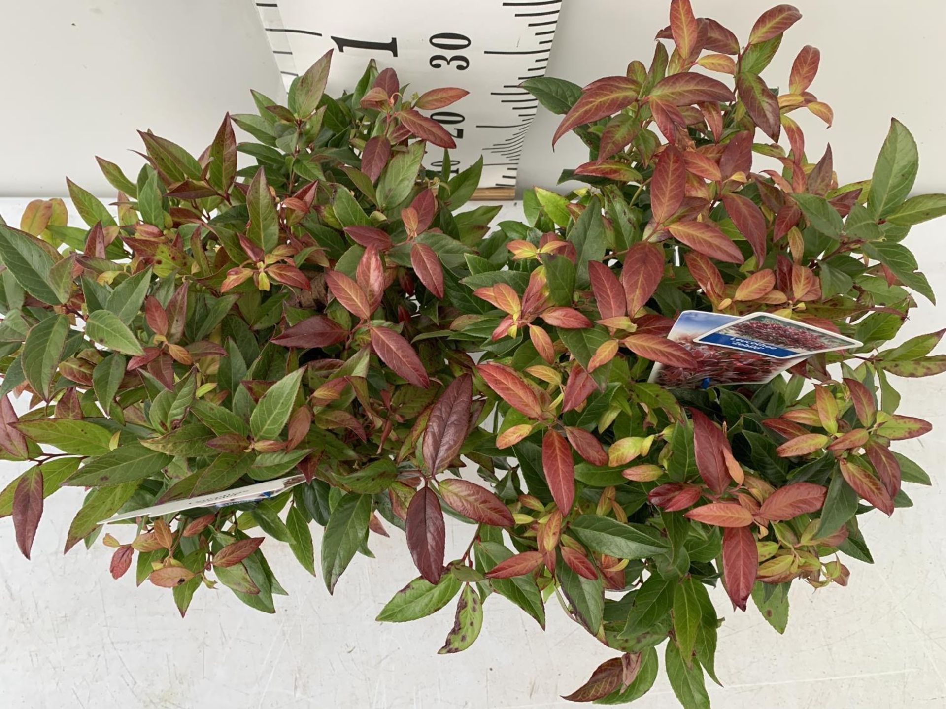 TWO LEUCOTHOE ZEBLID PLANTS IN TWO LTR POTS PLUS VAT TO BE SOLD FOR THE TWO - Image 2 of 4