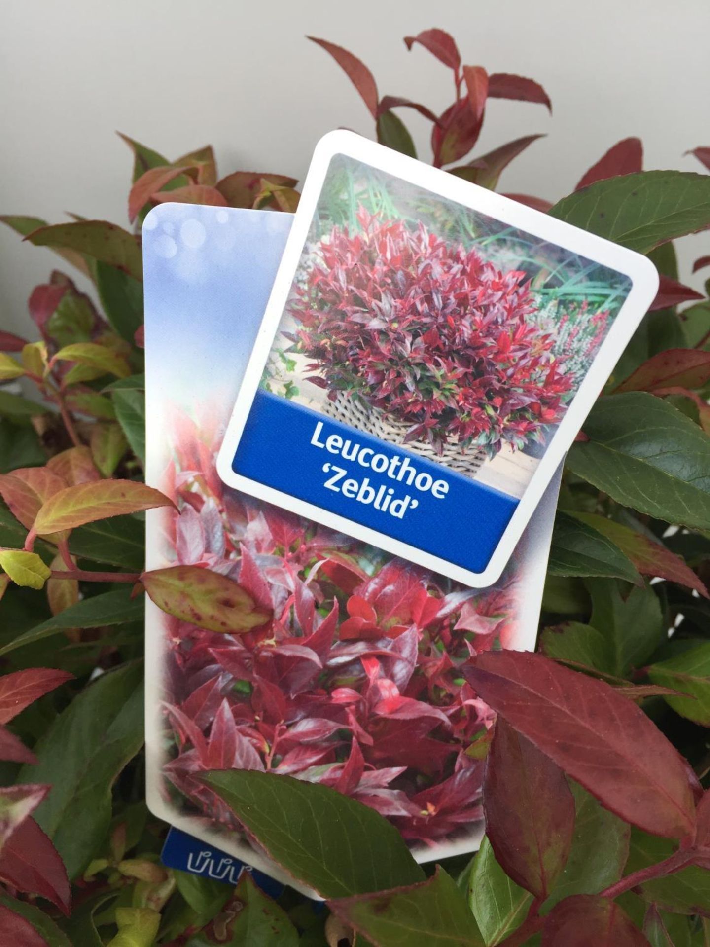 TWO LEUCOTHOE 'ZEBLID' PLANTS IN 2 LTR POTS + VAT TO BE SOLD FOR THE TWO - Image 4 of 4