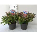 TWO LEUCOTHOE 'ZEBLID' PLANTS IN 2 LTR POTS + VAT TO BE SOLD FOR THE TWO