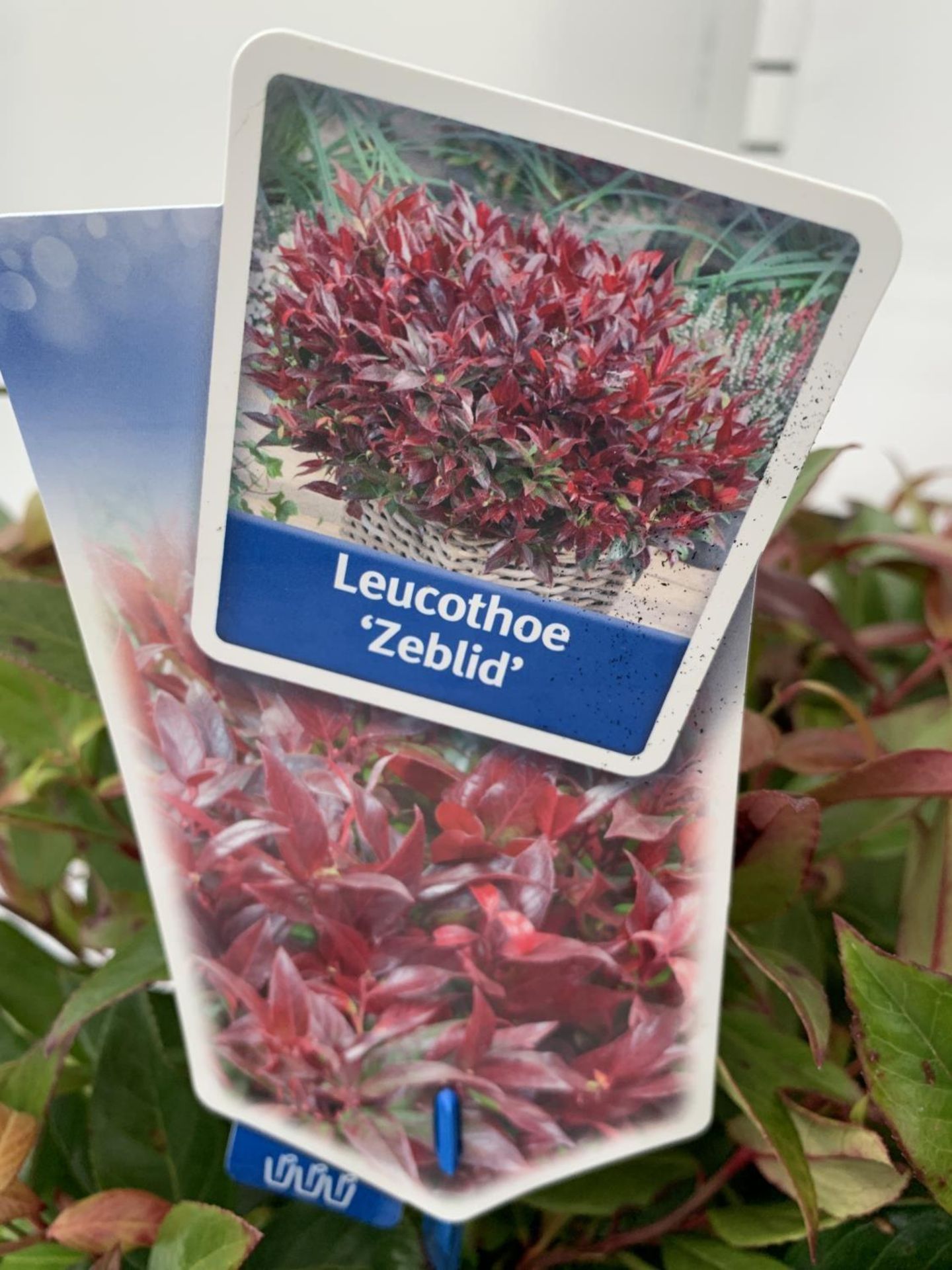 TWO LEUCOTHOE ZEBLID PLANTS IN TWO LTR POTS PLUS VAT TO BE SOLD FOR THE TWO - Image 4 of 4