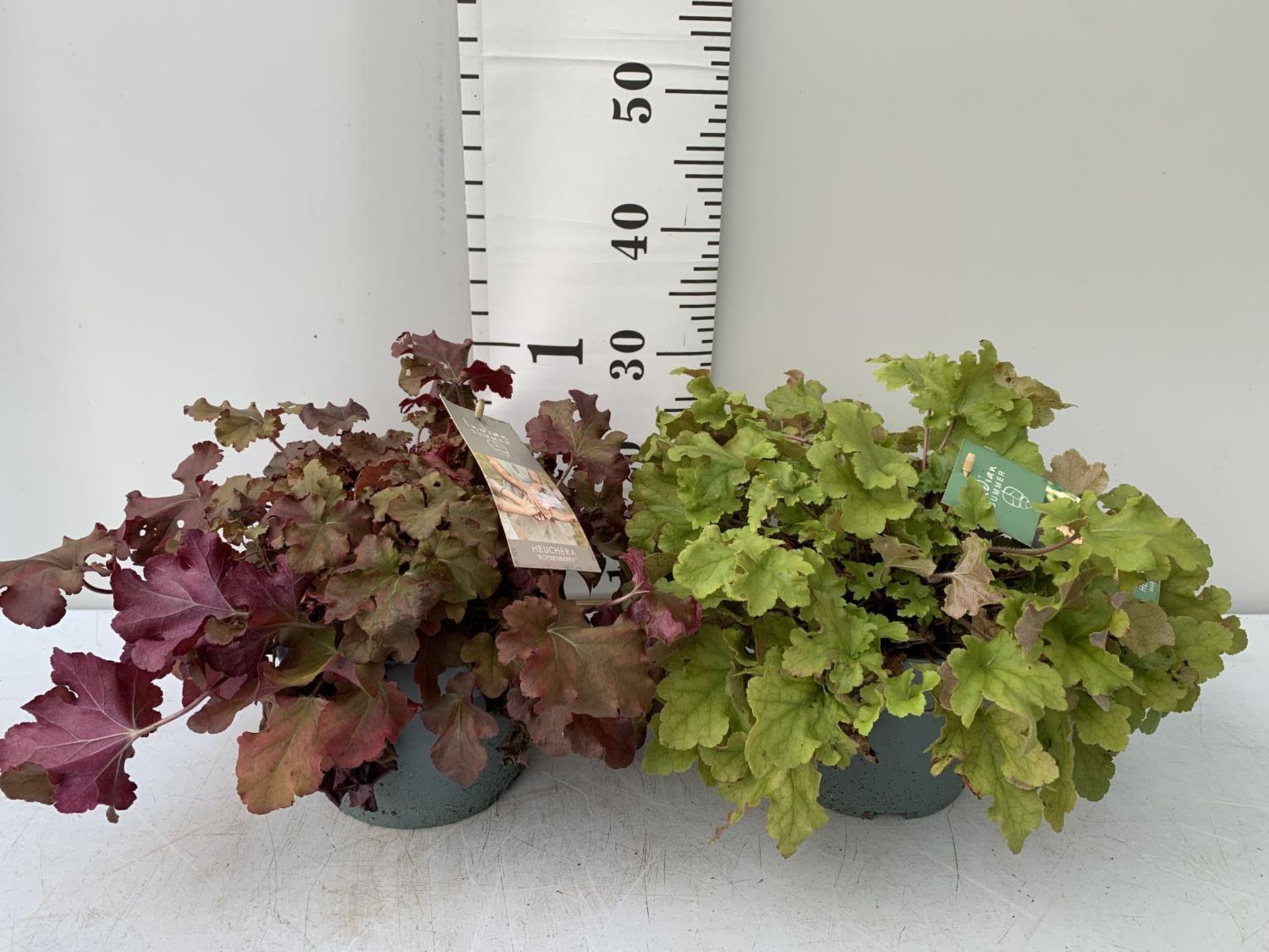 TWO HEUCHERA PLANTS INDIAN SUMMER 'LIME MARMALADE' AND BOYSENBERRY' IN 3 LTR POTS PLUS VAT TO BE
