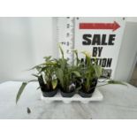 SIX WHITE ZANTEDESCHIA AETHIOPICA ARUM LILY TO BE SOLD FOR THE SIX + VAT