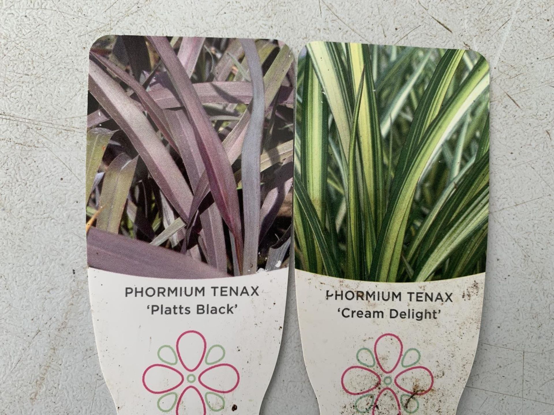 TWO PHORMIUM TENAX PLANTS 'CREAM DELIGHT' AND 'PLATTS BLACK' APPROX ONE METRE IN HEIGHT IN 3LTR POTS - Image 4 of 5