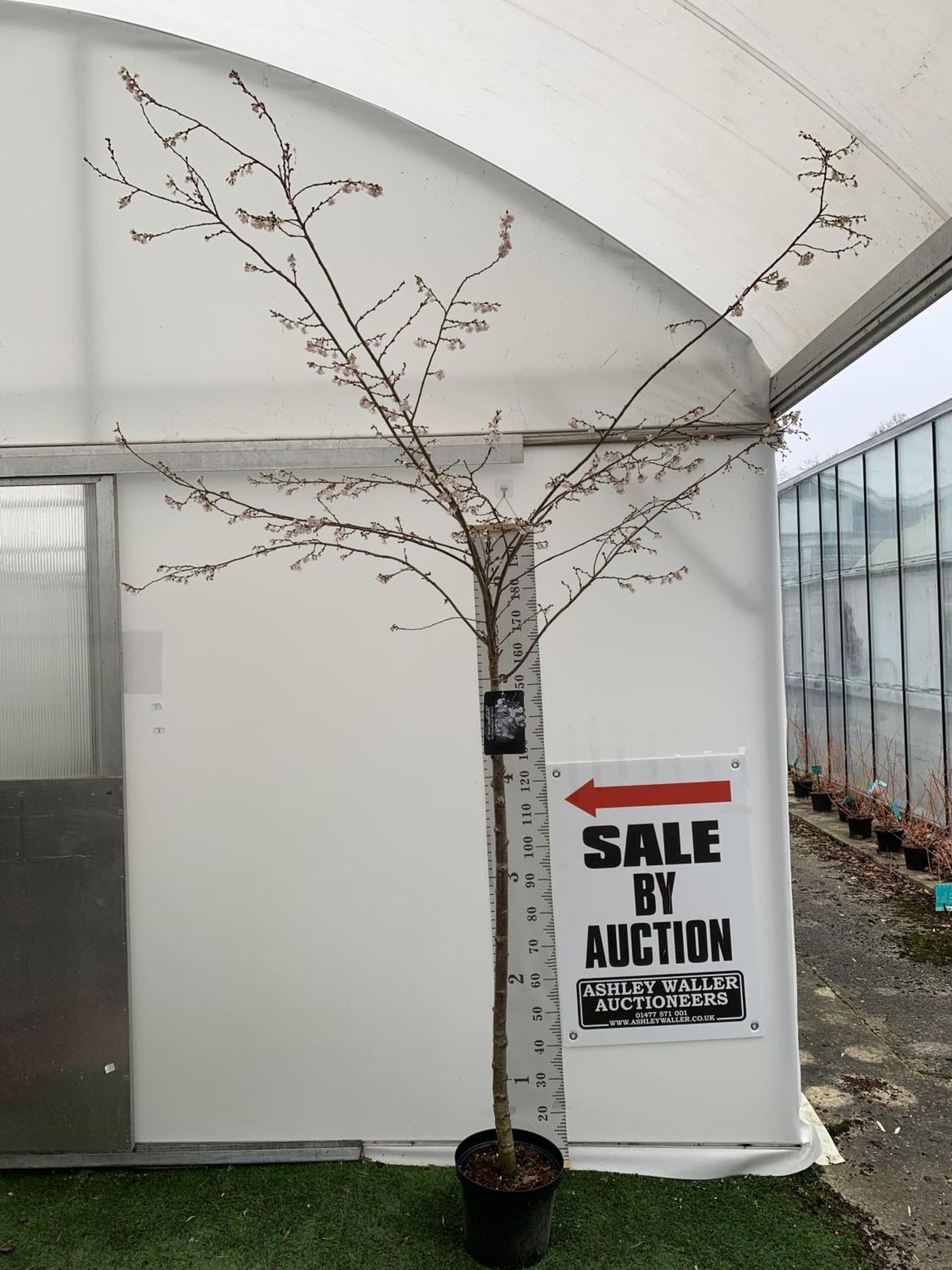 A LARGE ORNAMENTAL CHERRY TREE 'AUTUMNALIS ROSEA' APPROX 2.5 METRES IN HEIGHT IN A 10 LTR POT PLUS - Image 2 of 7