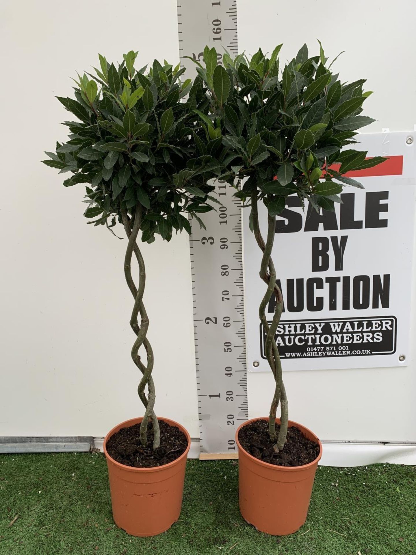 TWO DOUBLE SPIRAL LAURUS BAY TREES APPROX 150CM IN HEIGHT IN 7.5 LTR POTS PLUS VAT TO BE SOLD FOR - Image 4 of 8