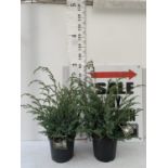 TWO JUNIPERUS CHINENSIS BLUE ALPS IN 7 LTR POTS APPROX 110CM IN HEIGHT PLUS VAT TO BE SOLD FOR THE