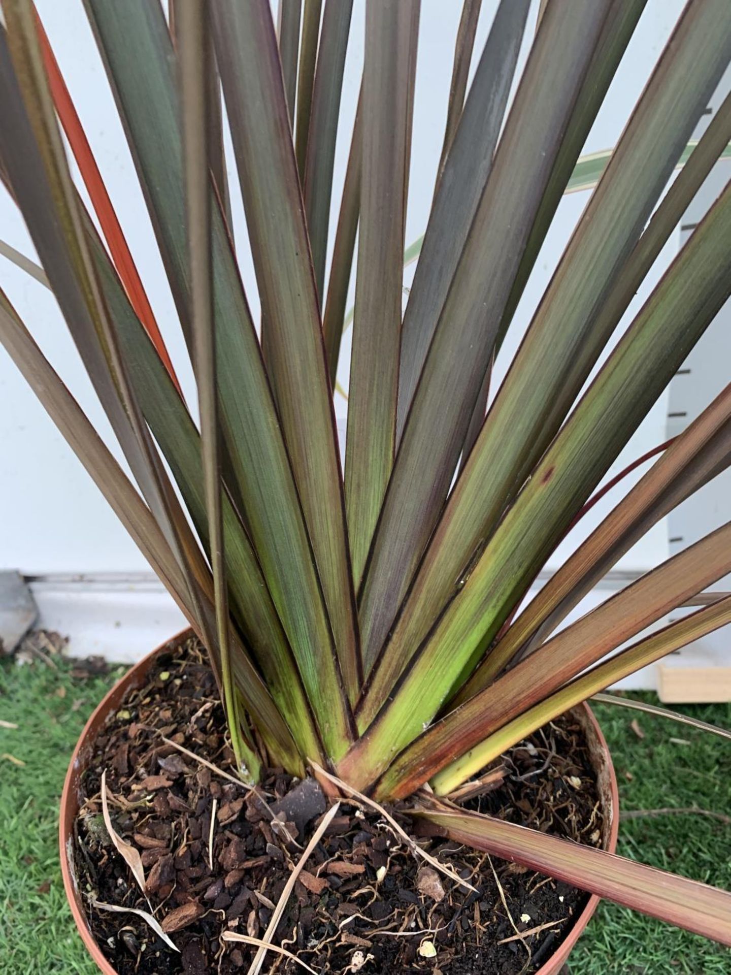 TWO PHORMIUM TENAX PLANTS 'CREAM DELIGHT' AND 'PLATTS BLACK' APPROX ONE METRE IN HEIGHT IN 3LTR POTS - Image 5 of 5