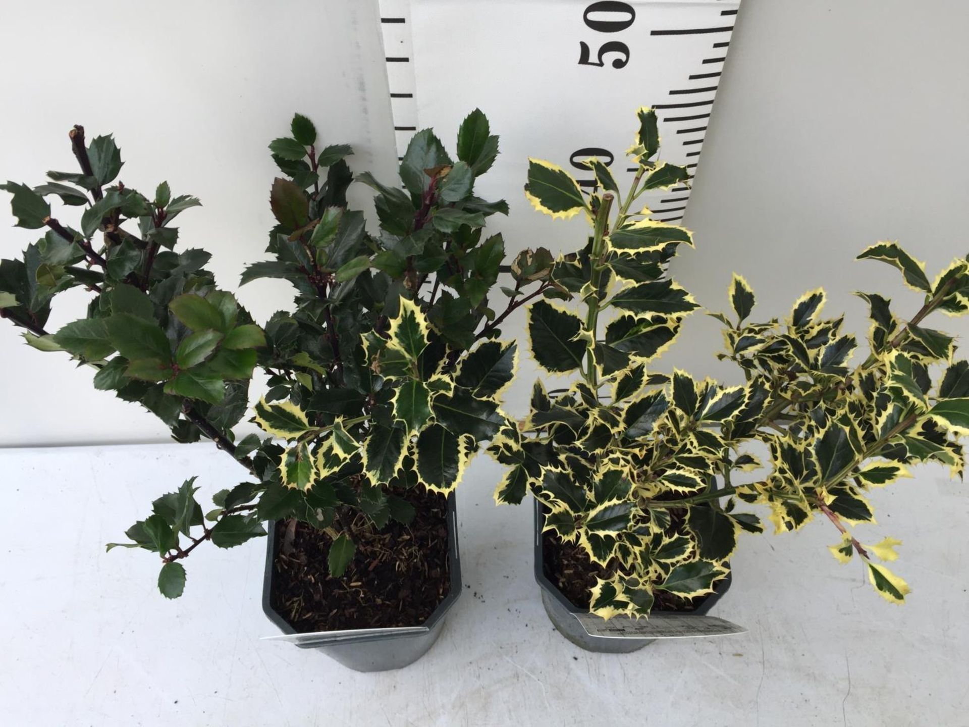 TWO VARITIES OF ILEX AQUIFOLIUM HOLLY 'BLUE PRINCE' AND 'ARGENTEA MARGINATA' IN 2 LTR POTS PLUS - Image 2 of 5