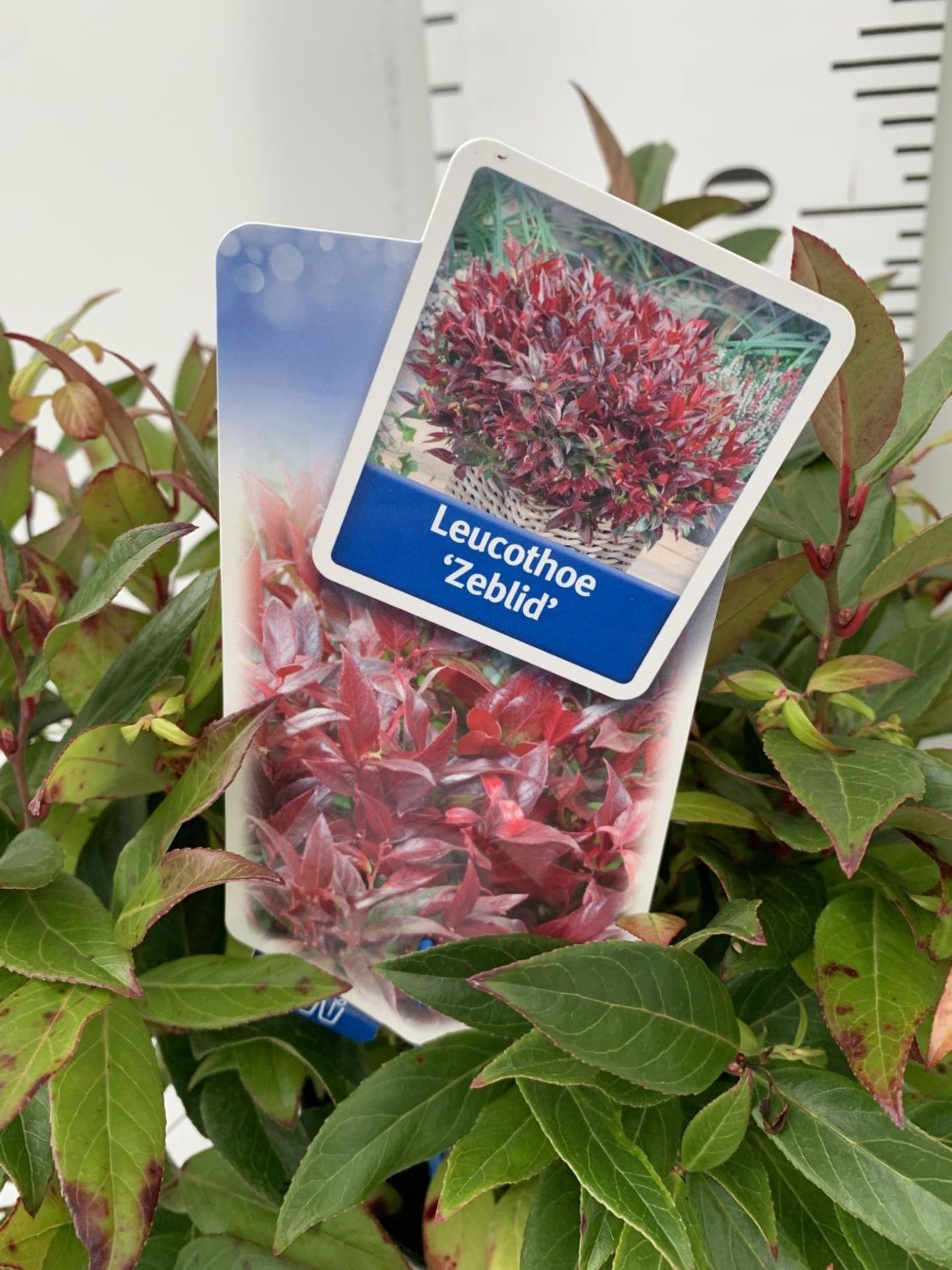 TWO LEUCOTHOE ZEBLID PLANTS IN TWO LTR POTS PLUS VAT TO BE SOLD FOR THE TWO - Image 4 of 4