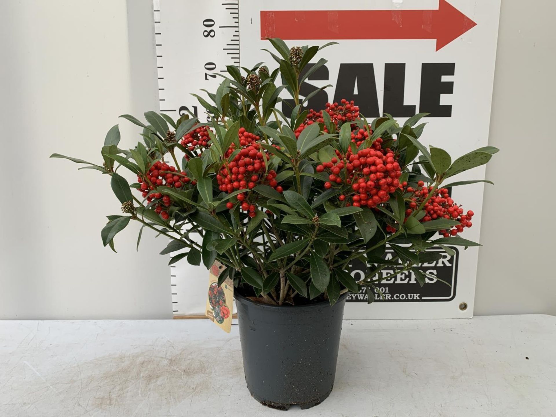 A LARGE SKIMMIA JAPONICA 'PABELLA' PLANT IN A 5 LTR POT APPROX 75CM IN HEIGHT PLUS VAT - Image 2 of 5