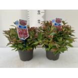 TWO LEUCOTHOE ZEBLID PLANTS IN TWO LTR POTS PLUS VAT TO BE SOLD FOR THE TWO