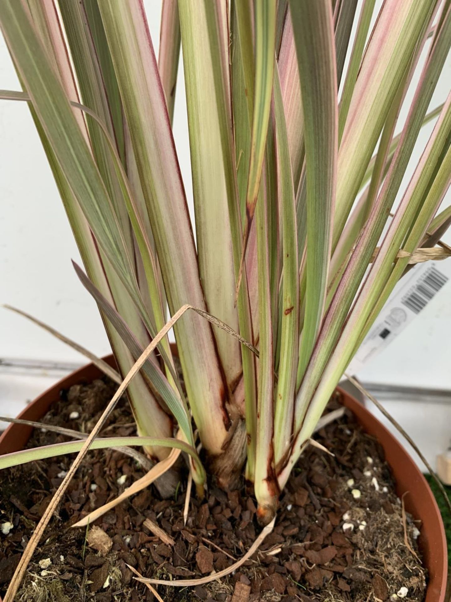 TWO PHORMIUM TENAX 'CREAM DELIGHT' AND 'PINK STRIPE' IN 3 LTR POTS OVER 1 METRE IN HEIGHT PLUS VAT - Image 3 of 6