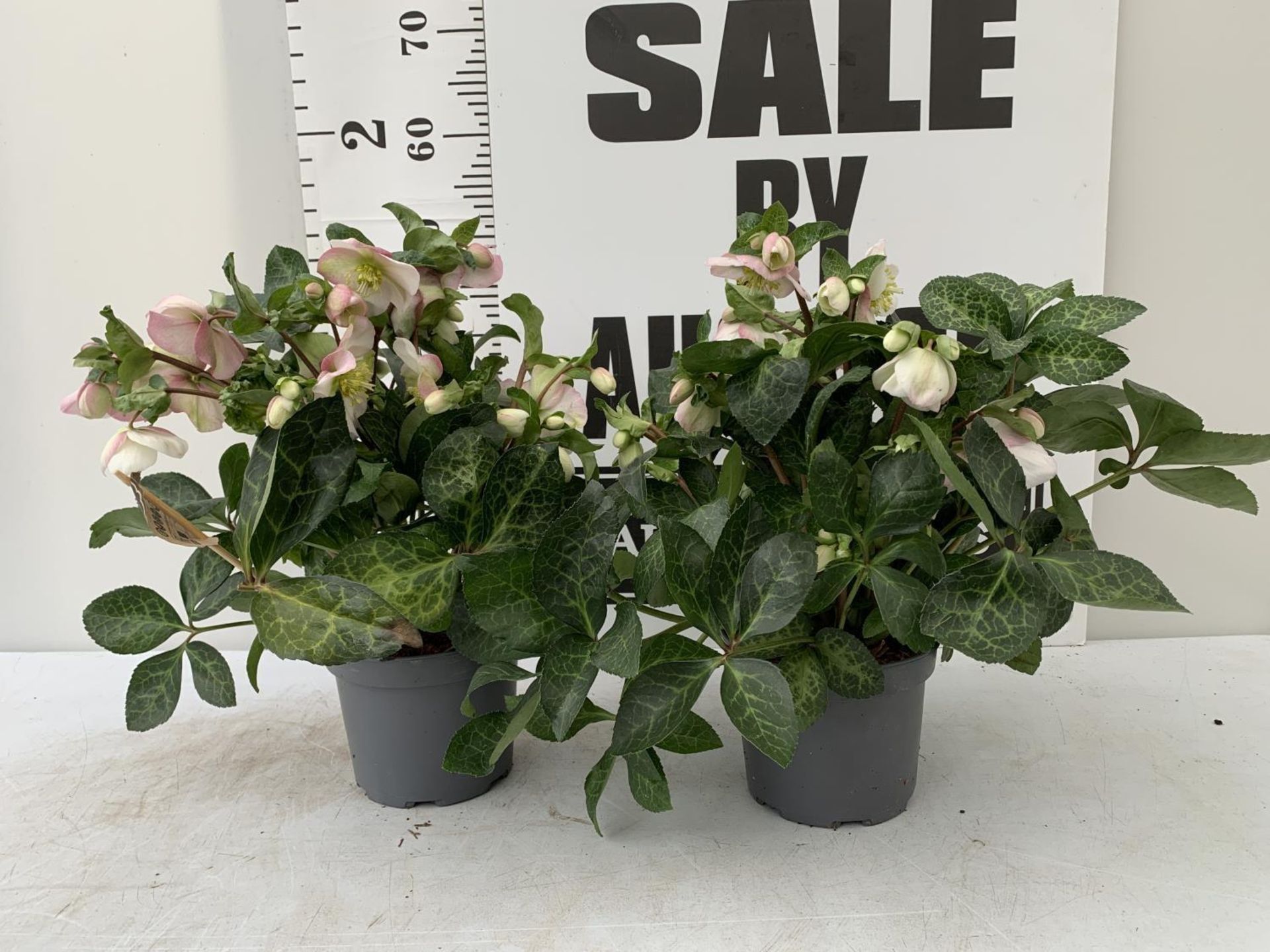 WELCOME TO ASHLEY WALLER HORTICULTURE AUCTION LOTS BEING ADDED DAILY - Image 14 of 19