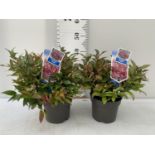 TWO LEUCOTHOE ZEBLID PLANTS IN TWO LTR POTS PLUS VAT TO BE SOLD FOR THE TWO