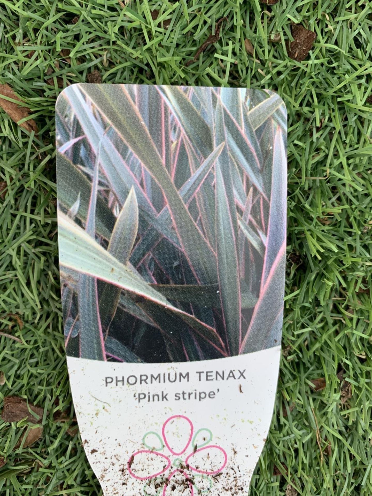 TWO PHORMIUM TENAX 'CREAM DELIGHT' AND 'PINK STRIPE' IN 3 LTR POTS OVER 1 METRE IN HEIGHT PLUS VAT - Image 4 of 6