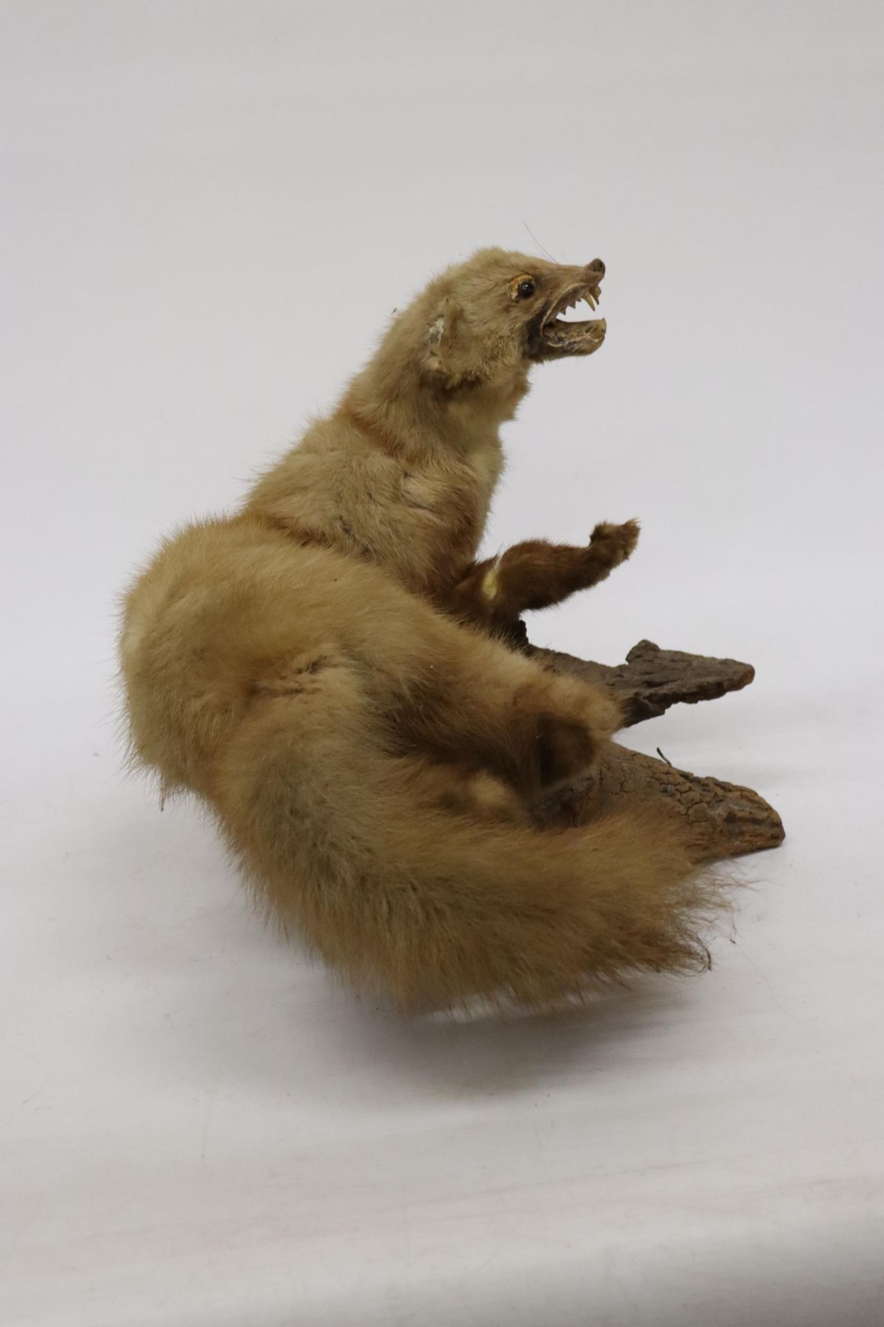 A TAXIDERMY PINE MARTIN ON A BRANCH - Image 5 of 5