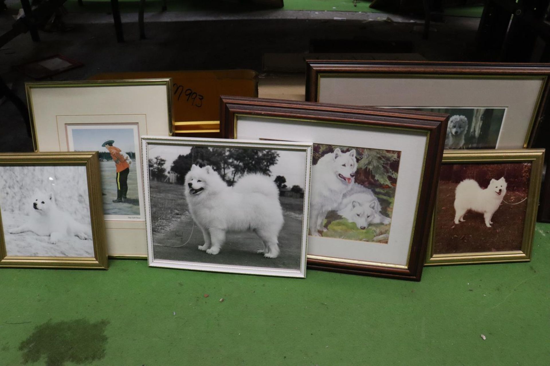 A QUANTITY OF PRINTS AND PHOTOGRAPHS FEATURING WHITE HUSKY DOGS - 6 IN TOTAL