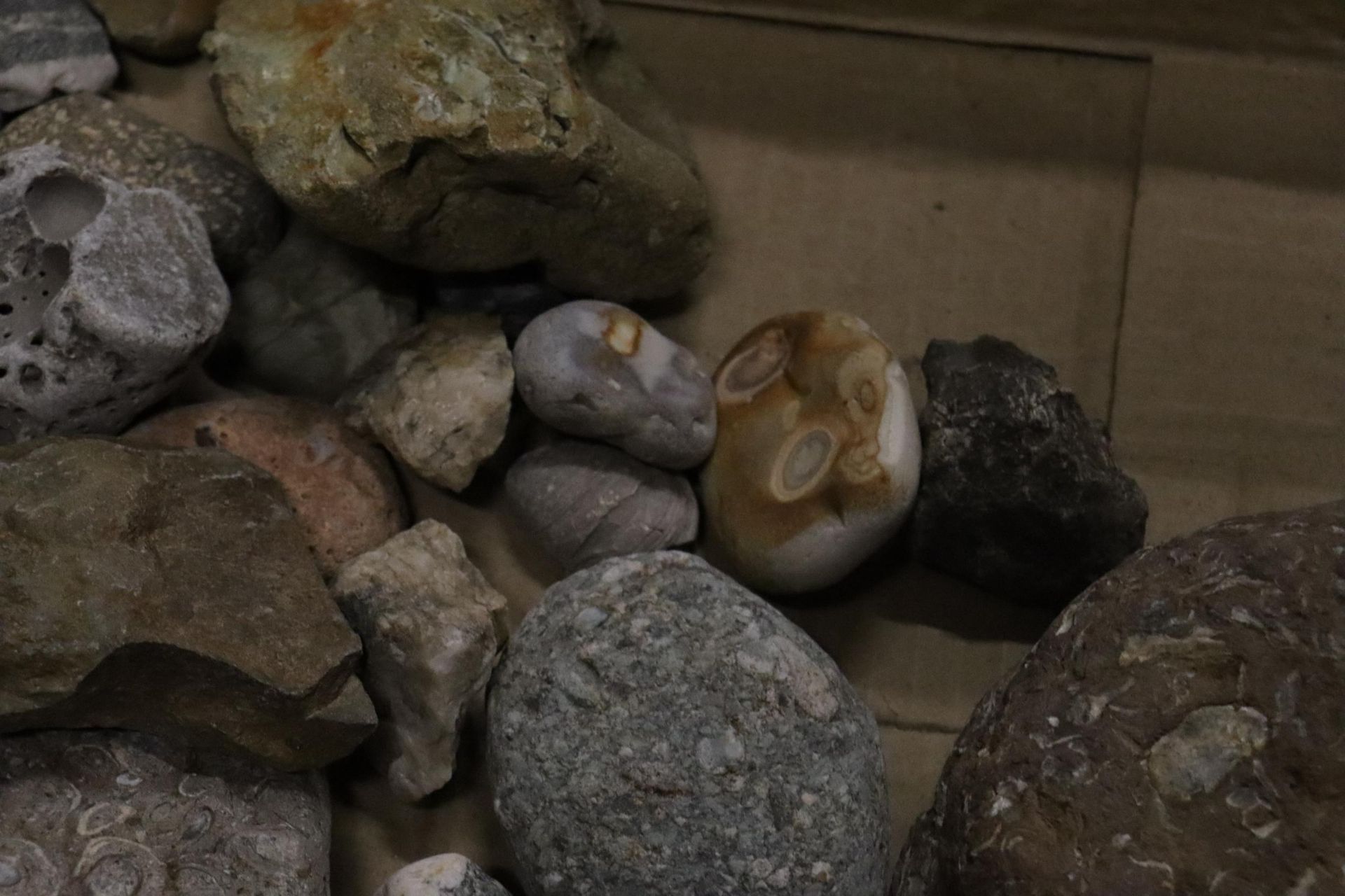 A BOX OF ASSORTED GEOLOGICAL STONES, FOSSILS, ETC - Image 5 of 8