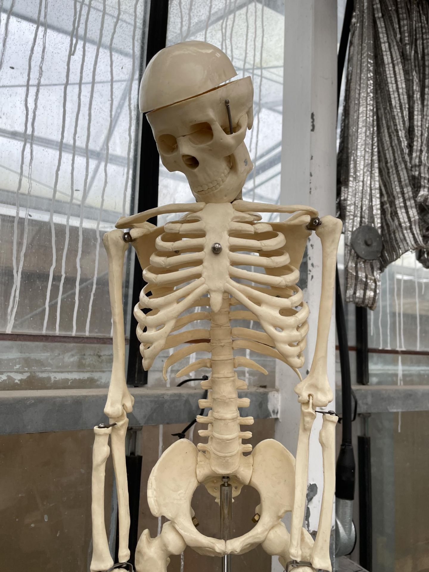 A MODEL SKELETON TEACHING AID WITH STAND - Image 4 of 6