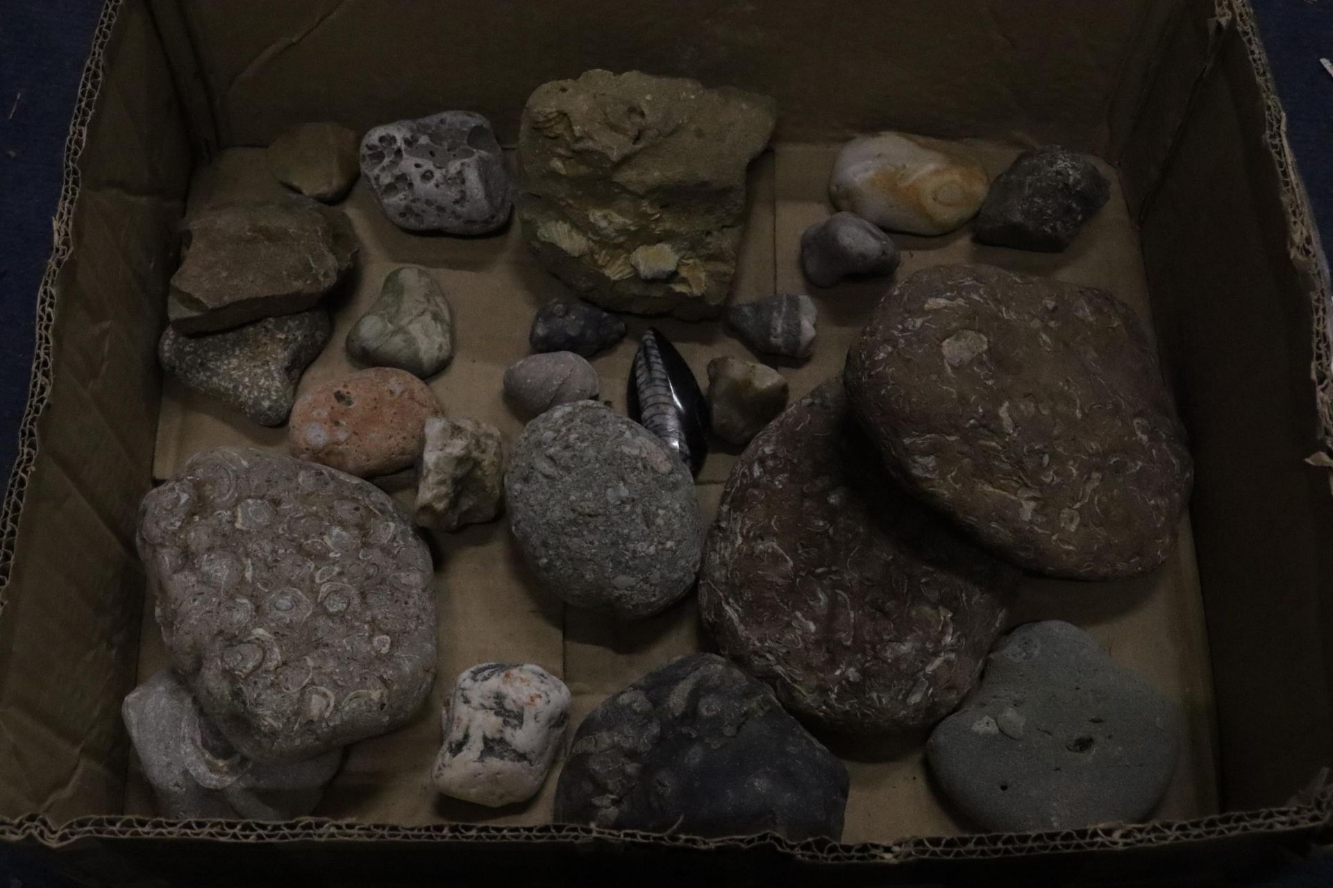 A BOX OF ASSORTED GEOLOGICAL STONES, FOSSILS, ETC - Image 6 of 8