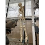 A MODEL SKELETON TEACHING AID WITH STAND
