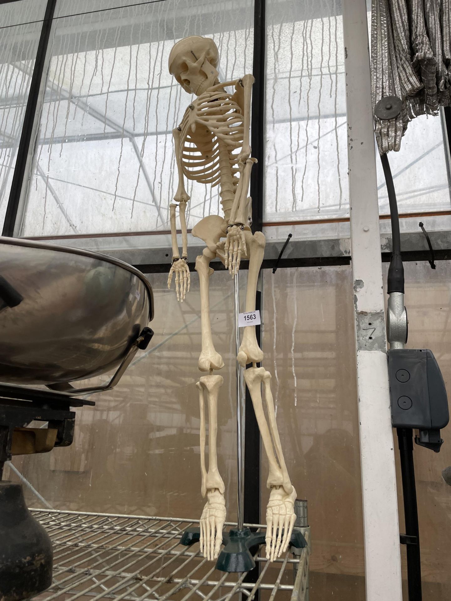 A MODEL SKELETON TEACHING AID WITH STAND