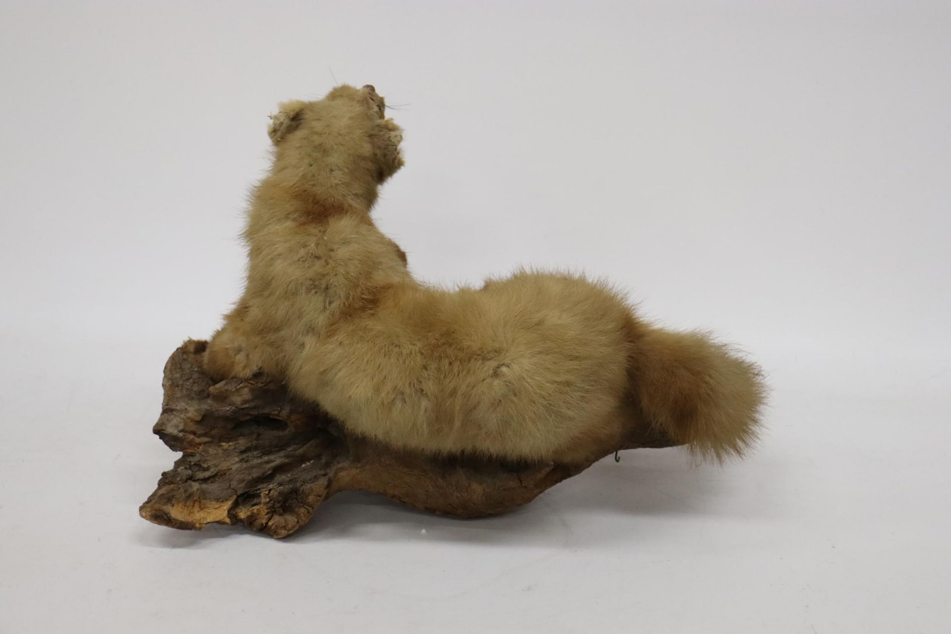 A TAXIDERMY PINE MARTIN ON A BRANCH - Image 4 of 5
