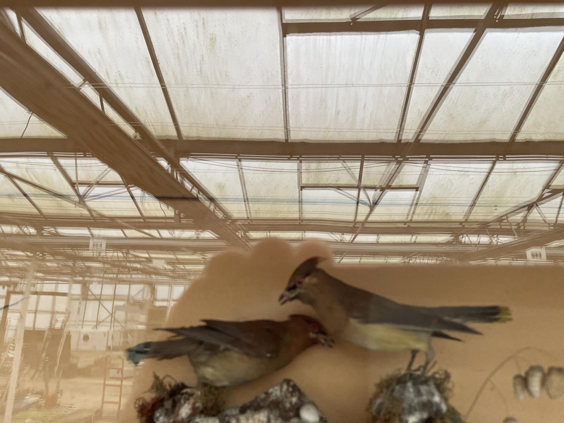 A VINTAGE TAXIDERMY SCENE IN A WOODEN CASE CONSISTING OF A PHEASANT, SQUIRREL AND TWO SMALL BIRDS - Image 7 of 7