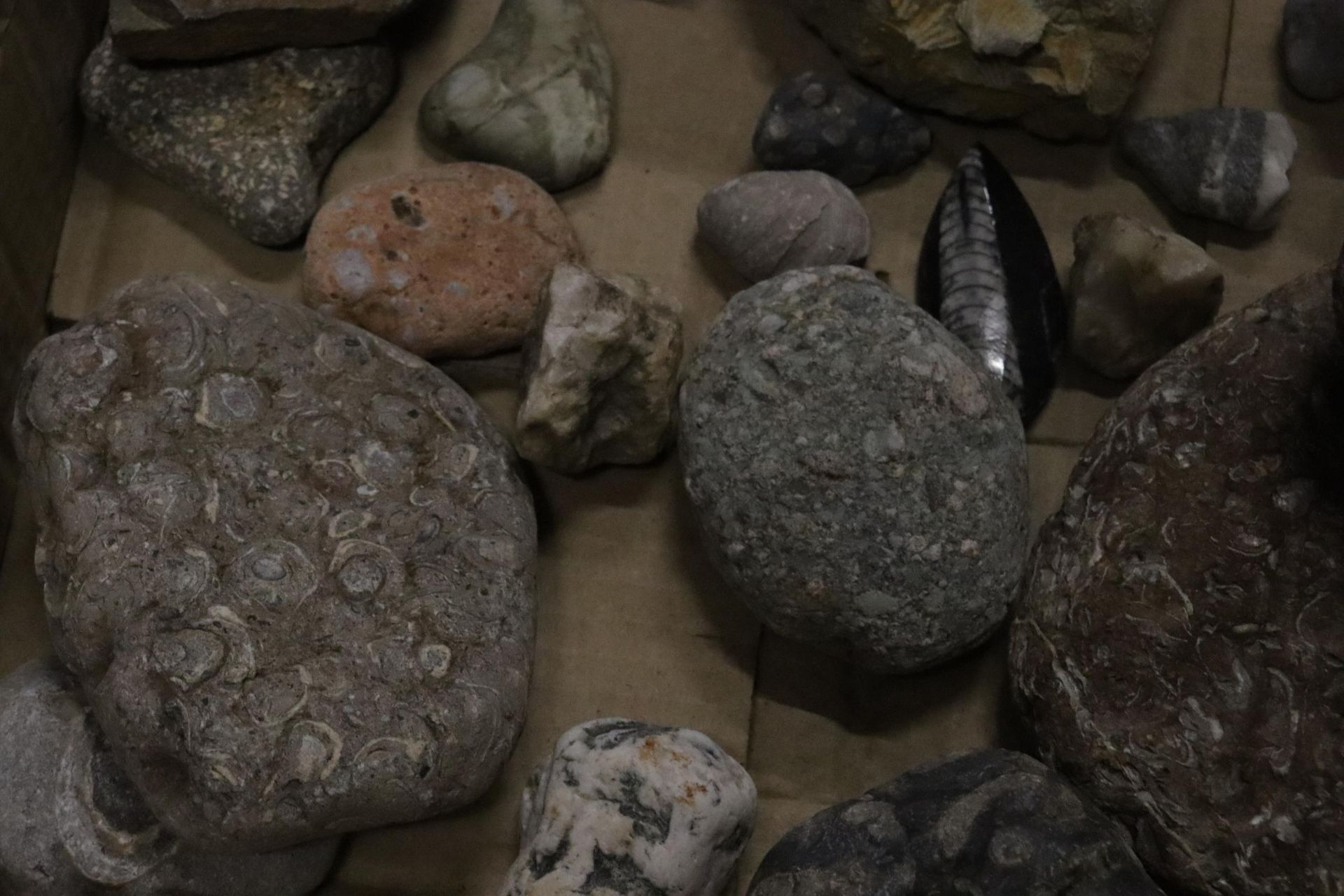 A BOX OF ASSORTED GEOLOGICAL STONES, FOSSILS, ETC - Image 7 of 8