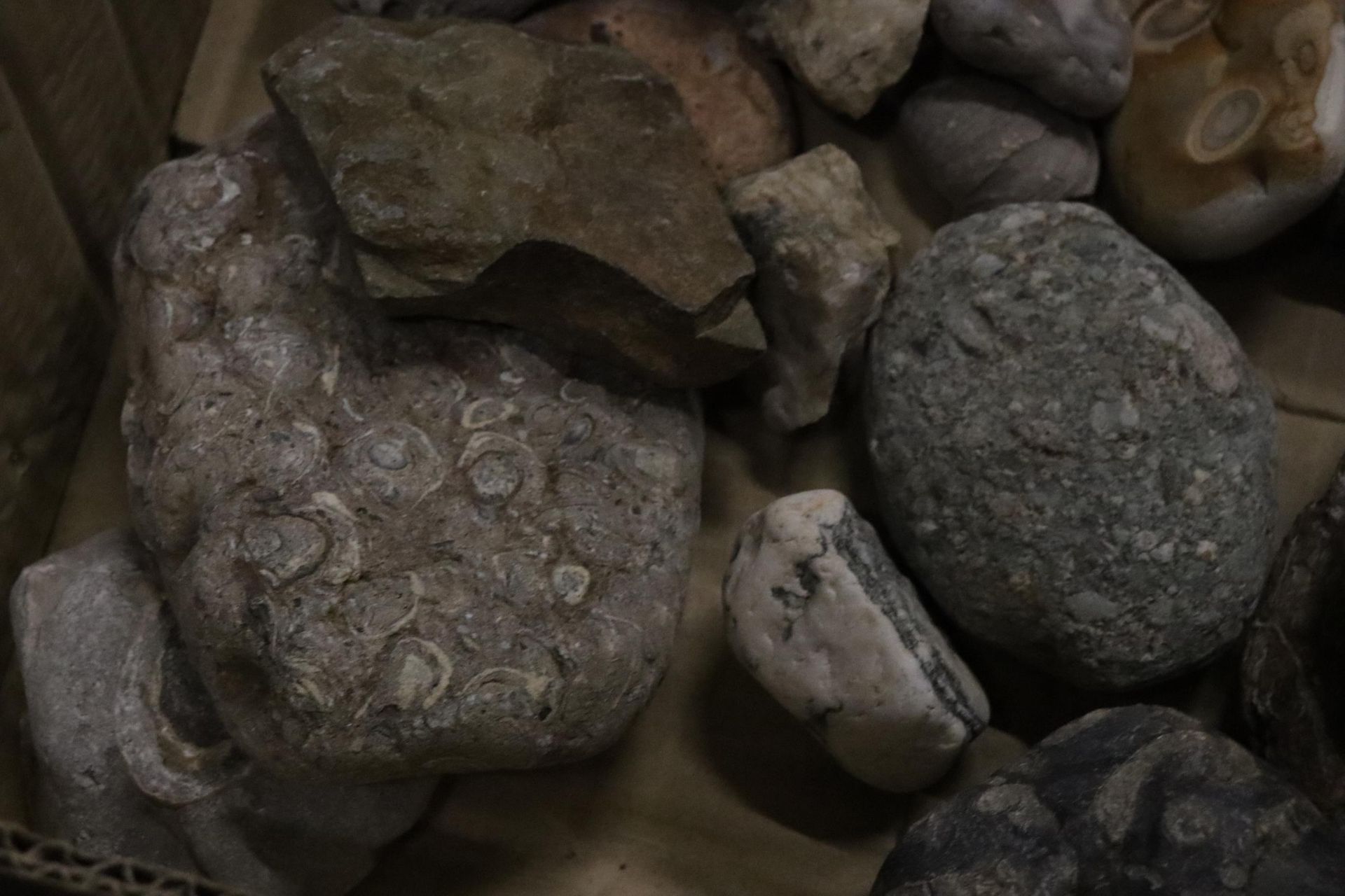A BOX OF ASSORTED GEOLOGICAL STONES, FOSSILS, ETC - Image 3 of 8