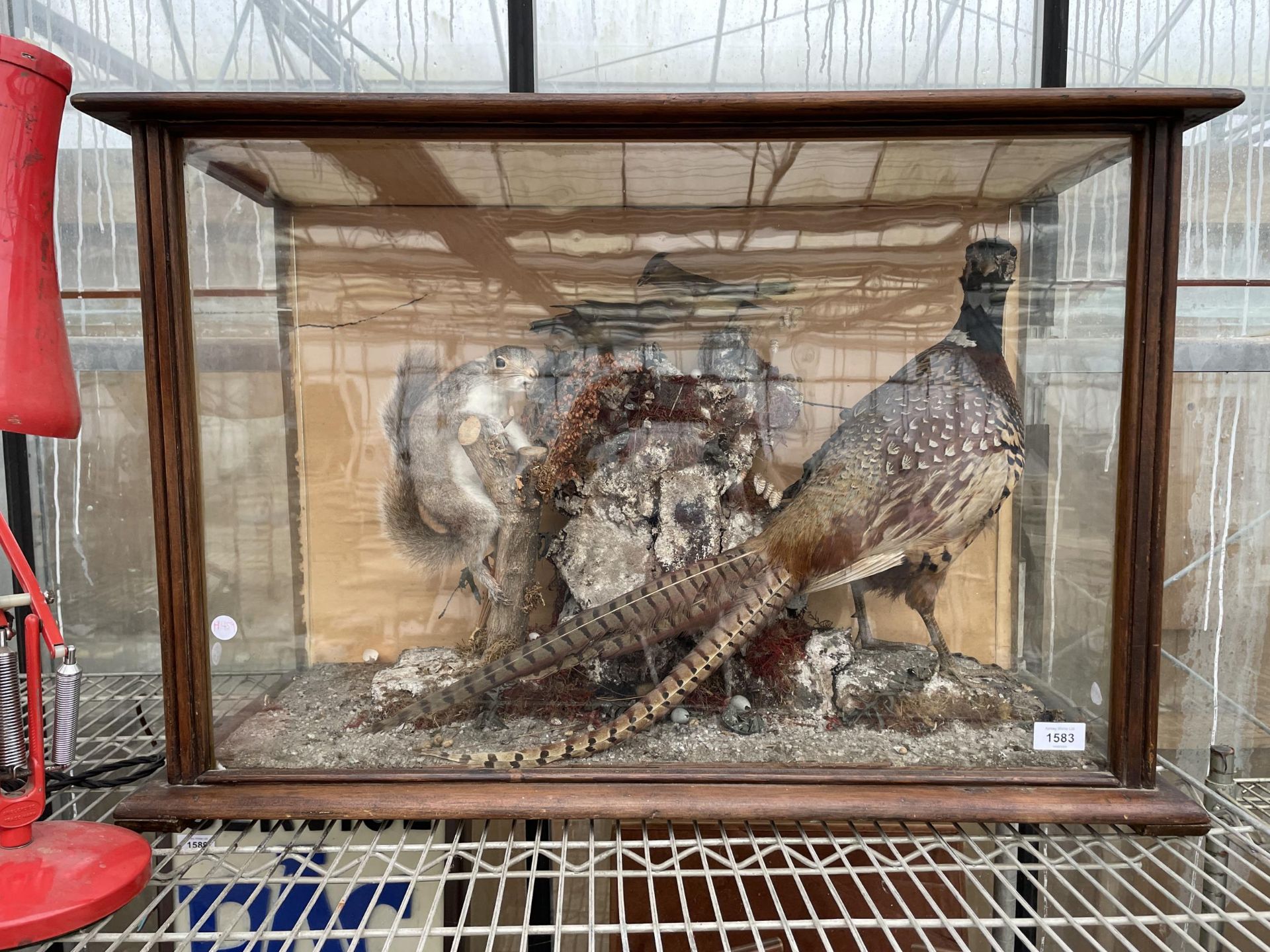 A VINTAGE TAXIDERMY SCENE IN A WOODEN CASE CONSISTING OF A PHEASANT, SQUIRREL AND TWO SMALL BIRDS