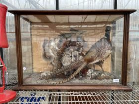 A VINTAGE TAXIDERMY SCENE IN A WOODEN CASE CONSISTING OF A PHEASANT, SQUIRREL AND TWO SMALL BIRDS
