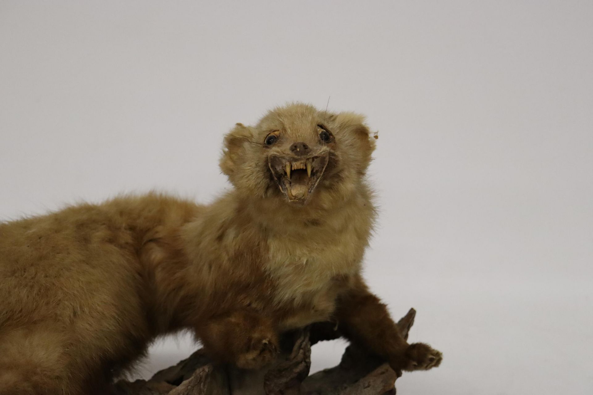 A TAXIDERMY PINE MARTIN ON A BRANCH - Image 2 of 5