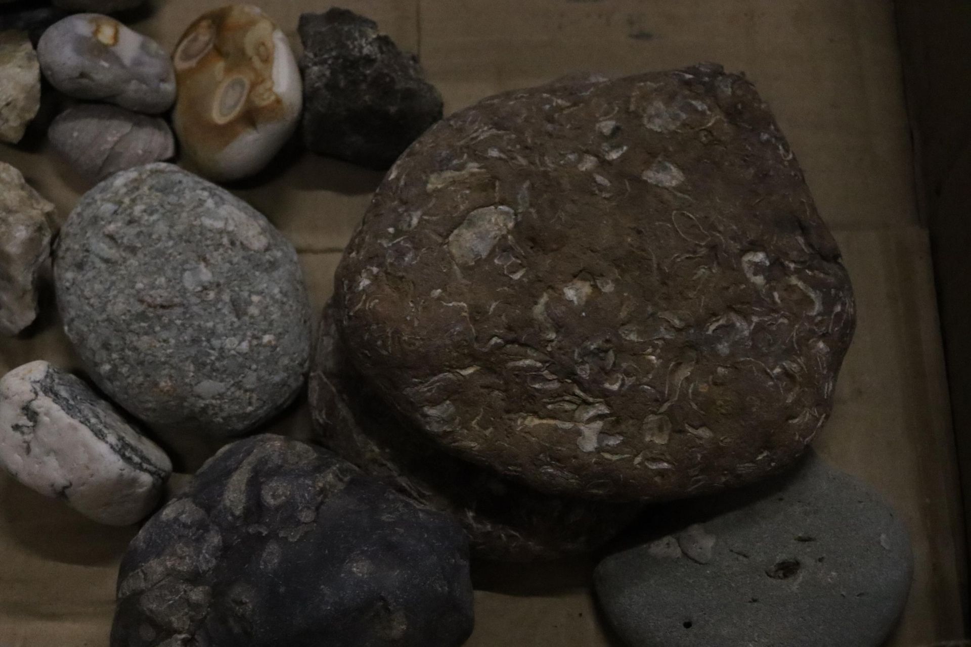 A BOX OF ASSORTED GEOLOGICAL STONES, FOSSILS, ETC - Image 4 of 8