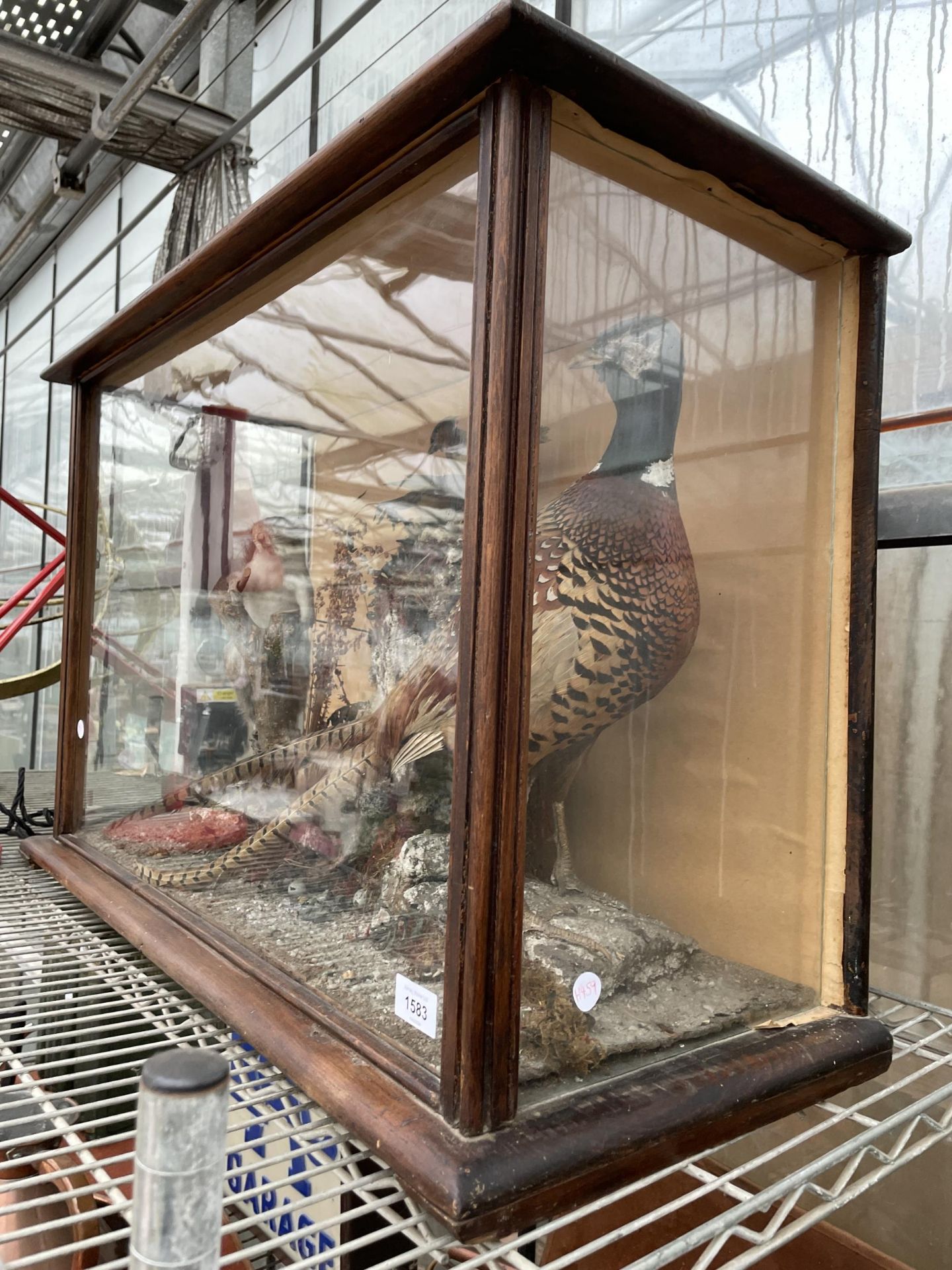 A VINTAGE TAXIDERMY SCENE IN A WOODEN CASE CONSISTING OF A PHEASANT, SQUIRREL AND TWO SMALL BIRDS - Image 2 of 7