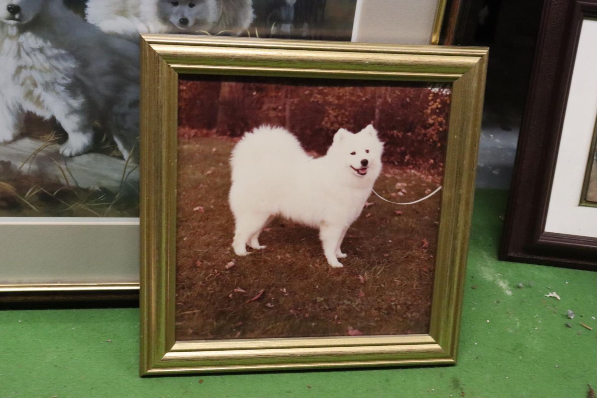 A QUANTITY OF PRINTS AND PHOTOGRAPHS FEATURING WHITE HUSKY DOGS - 6 IN TOTAL - Bild 6 aus 7