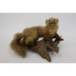 A TAXIDERMY PINE MARTIN ON A BRANCH