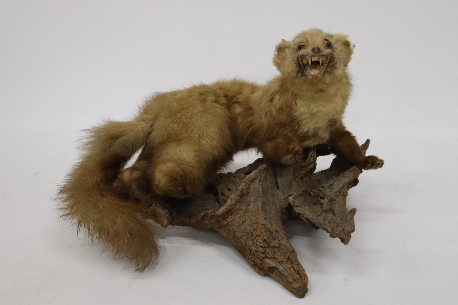 A TAXIDERMY PINE MARTIN ON A BRANCH