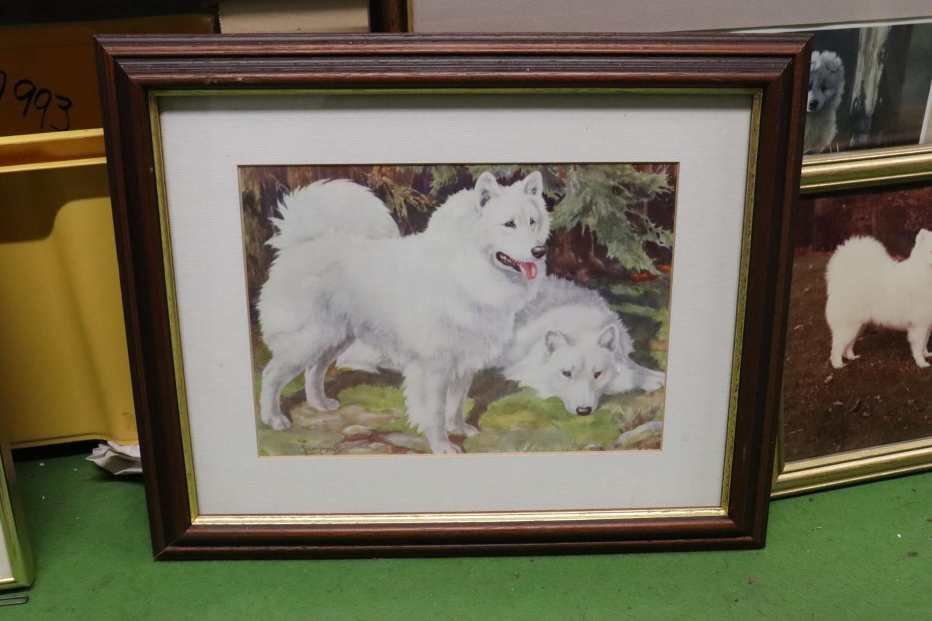 A QUANTITY OF PRINTS AND PHOTOGRAPHS FEATURING WHITE HUSKY DOGS - 6 IN TOTAL - Image 3 of 7