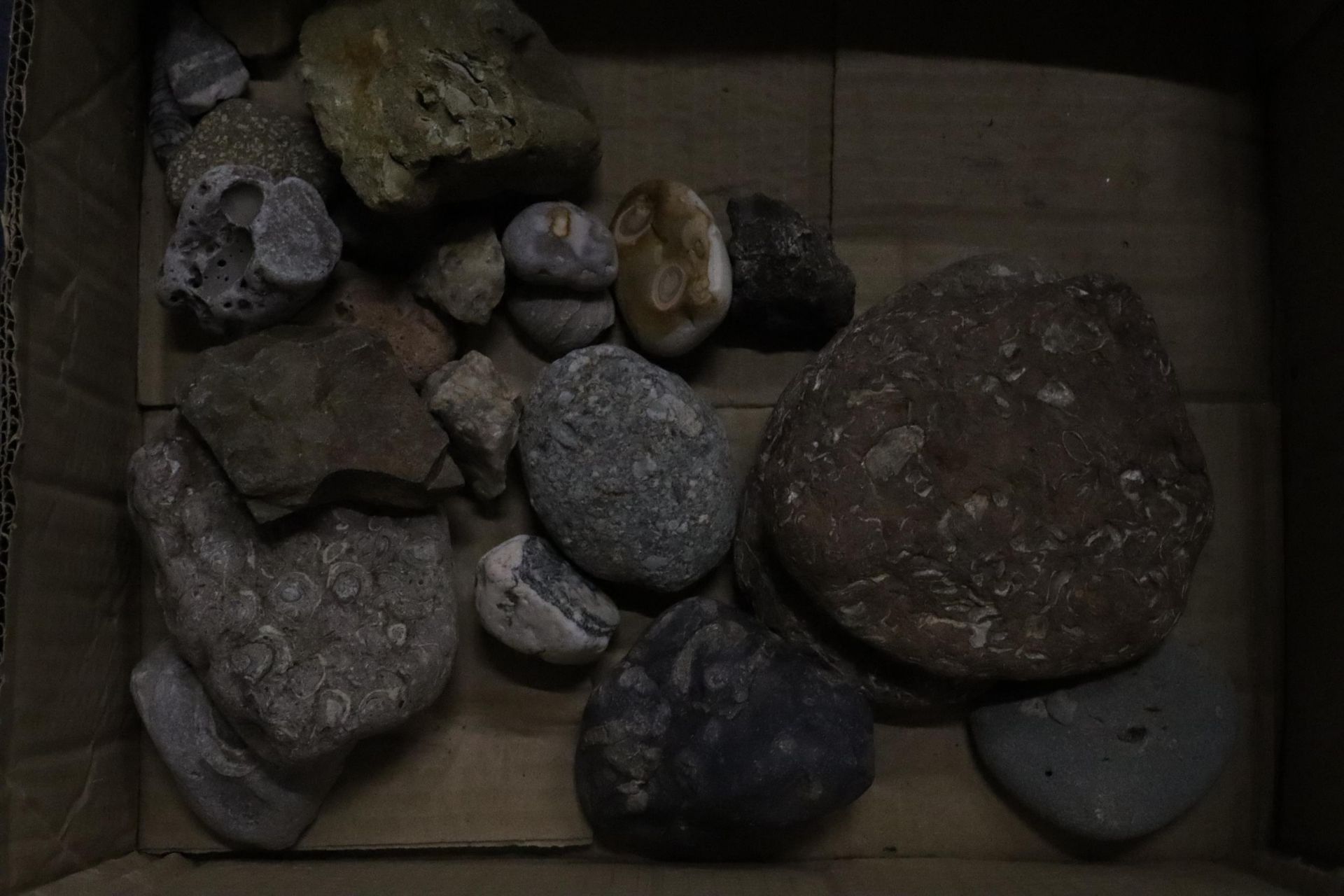 A BOX OF ASSORTED GEOLOGICAL STONES, FOSSILS, ETC
