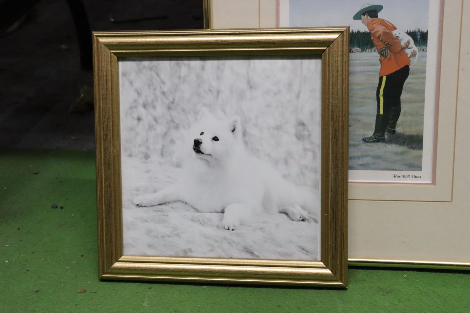 A QUANTITY OF PRINTS AND PHOTOGRAPHS FEATURING WHITE HUSKY DOGS - 6 IN TOTAL - Image 4 of 7