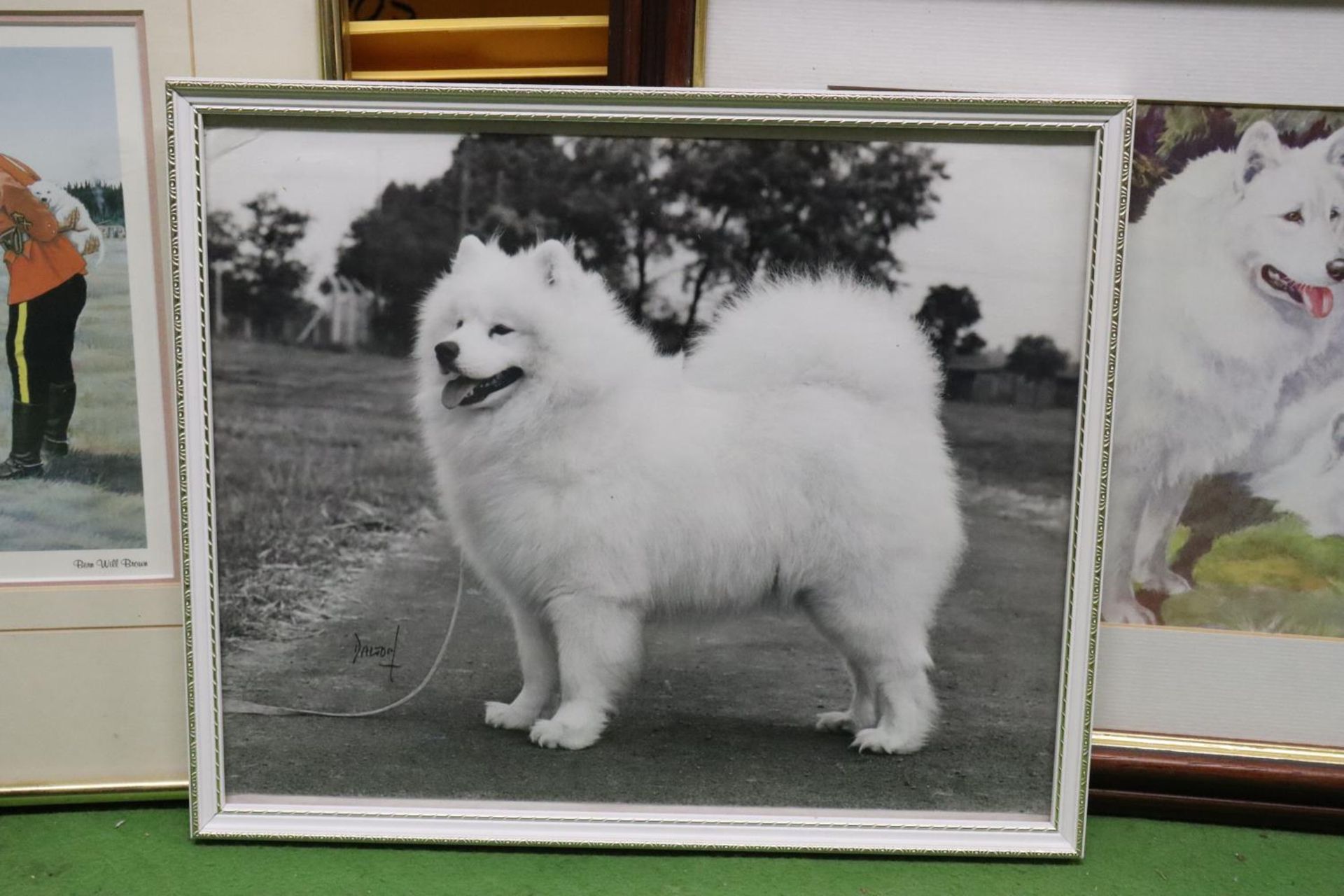 A QUANTITY OF PRINTS AND PHOTOGRAPHS FEATURING WHITE HUSKY DOGS - 6 IN TOTAL - Bild 2 aus 7