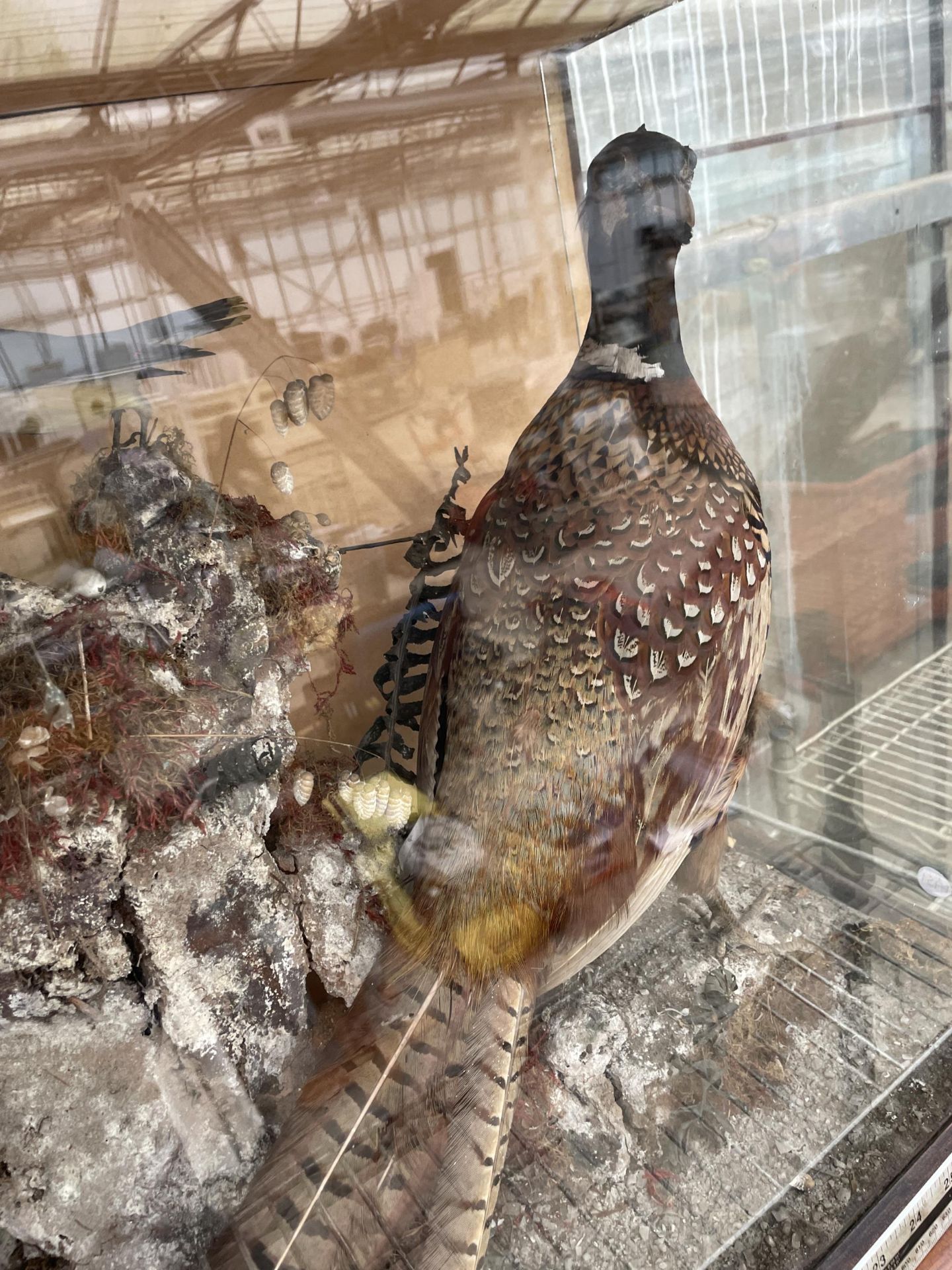 A VINTAGE TAXIDERMY SCENE IN A WOODEN CASE CONSISTING OF A PHEASANT, SQUIRREL AND TWO SMALL BIRDS - Image 4 of 7