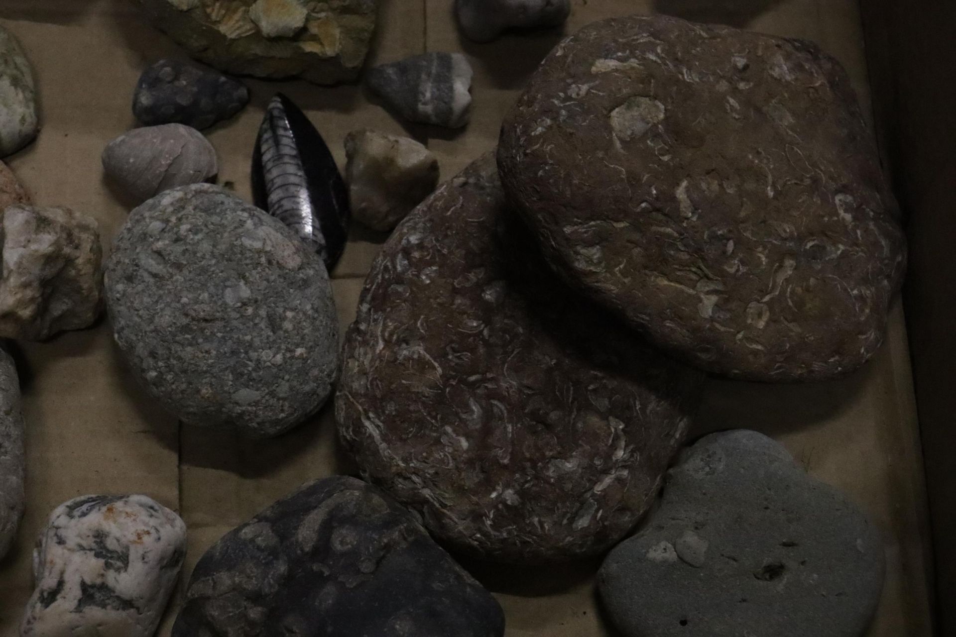 A BOX OF ASSORTED GEOLOGICAL STONES, FOSSILS, ETC - Image 8 of 8