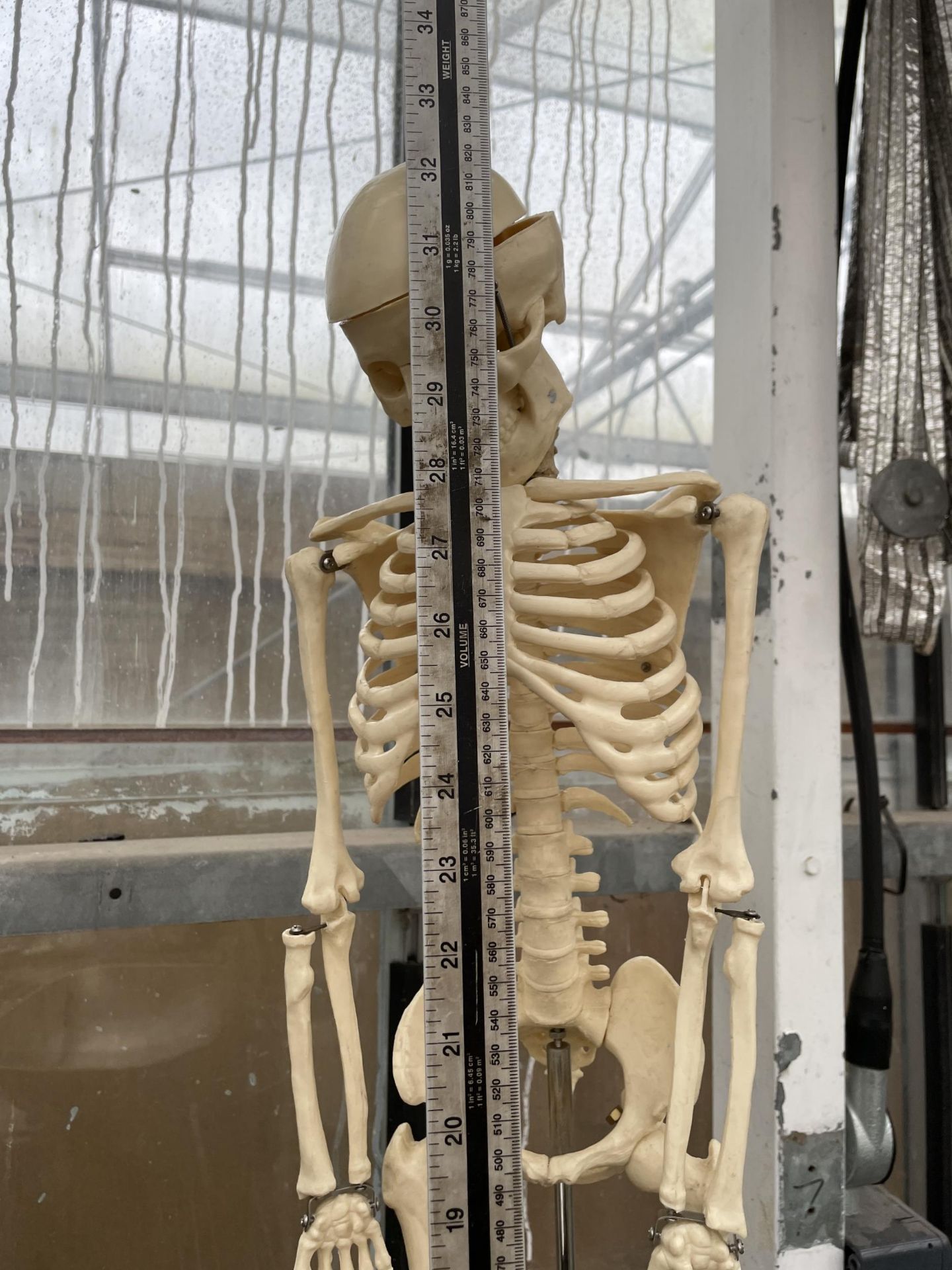 A MODEL SKELETON TEACHING AID WITH STAND - Image 3 of 6