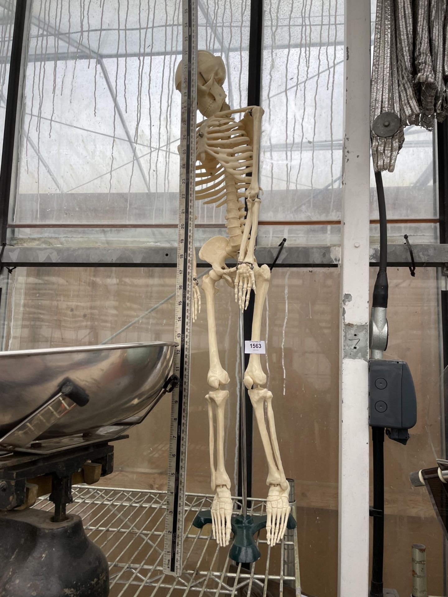 A MODEL SKELETON TEACHING AID WITH STAND - Image 2 of 6