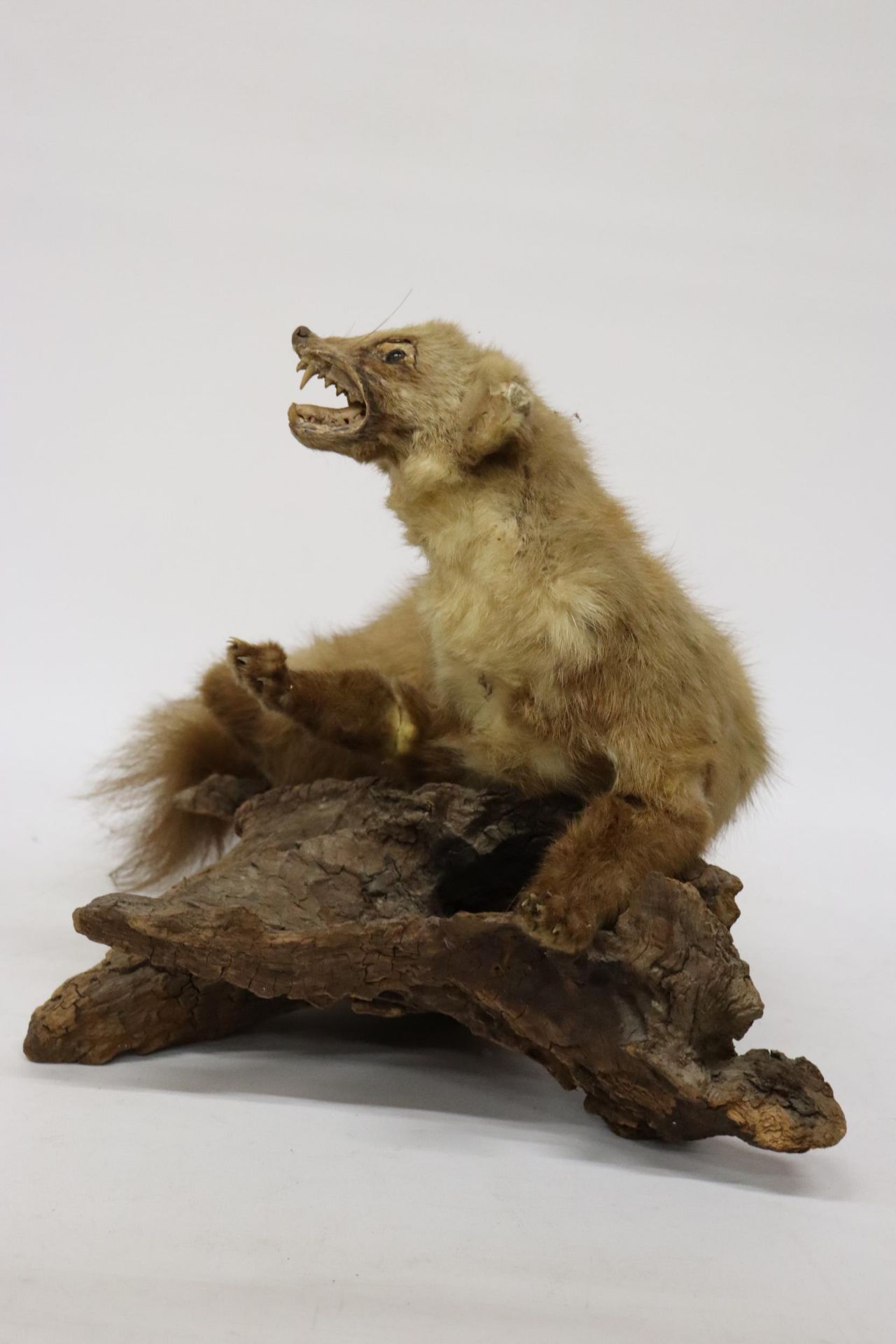 A TAXIDERMY PINE MARTIN ON A BRANCH - Image 3 of 5