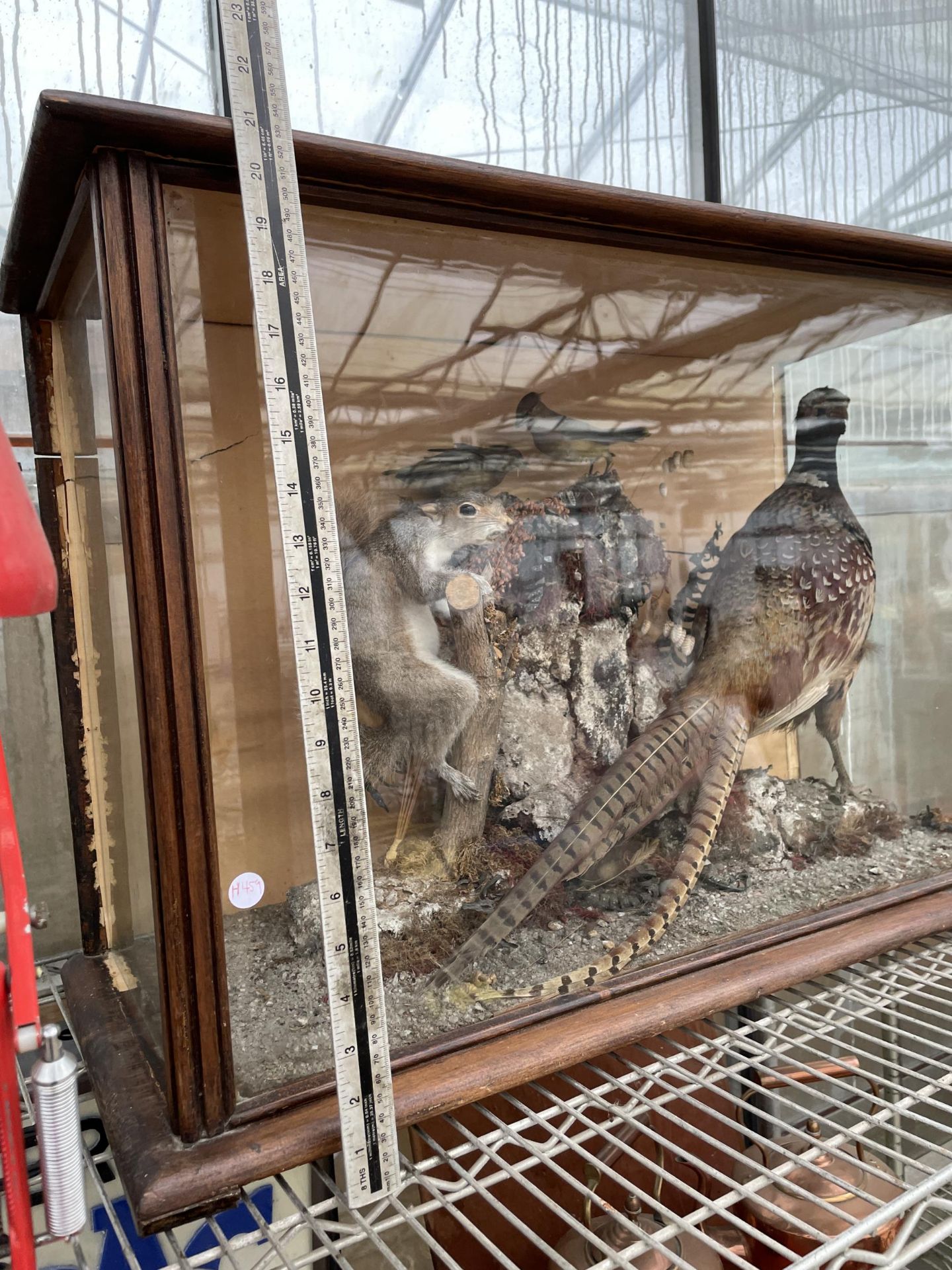 A VINTAGE TAXIDERMY SCENE IN A WOODEN CASE CONSISTING OF A PHEASANT, SQUIRREL AND TWO SMALL BIRDS - Image 3 of 7