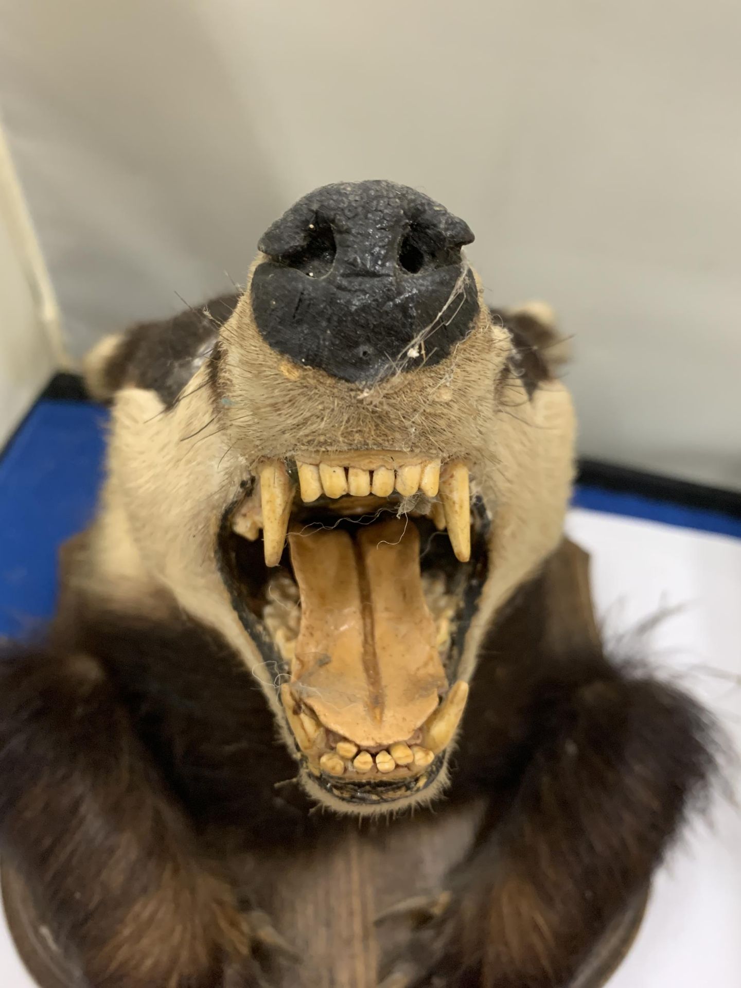 A BADGER HEAD ON A WOODEN PLINTH - Image 3 of 3